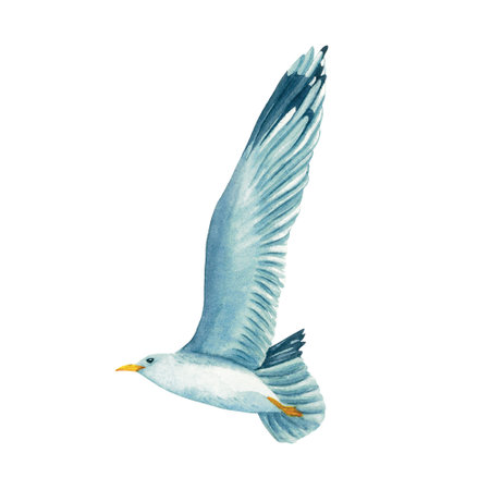 A flying in the sky seagull in watercolor isolated on white background. Hand drawn illustration on the theme of sea fishing. Childrens, marine, tourist. For design, prints, patterns, postcardsの写真素材