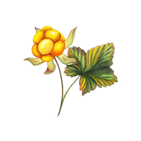 Watercolor hand drawn orange forest cloud berry branch with leaf. Botanical illustration isolated on white background. For stickers, tags, greeting cards, as nature wallpaper for web pages, wedding invitations, postcards, textile, packaging, patterns, prints.の写真素材