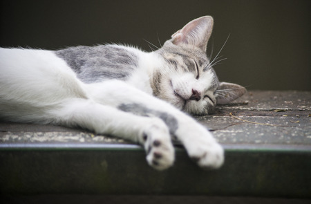 A kitten sleeping on stairs.