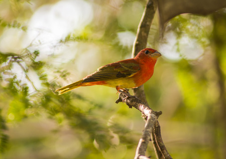 A beautiful Tanager sits quitely on a tree branch.の写真素材