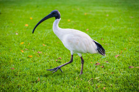 Australian White Ibisの写真素材