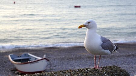 Sea gull on the seashore on the background of the boat is posing for the photographer.の写真素材