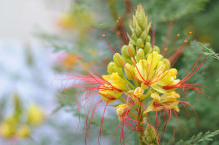 Tropical plant  Caesalpinia Gilliesii の写真素材