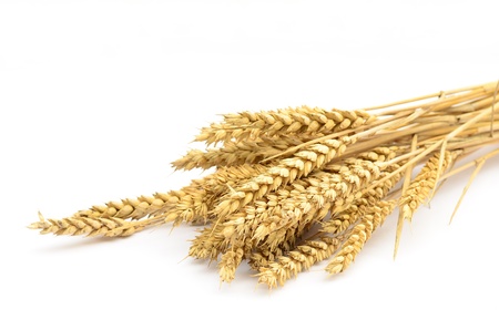 Wheatの写真素材