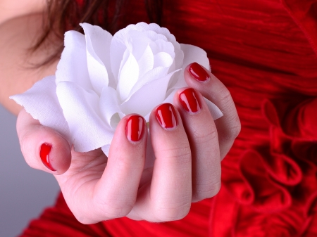 White rose in hand with red nailの写真素材