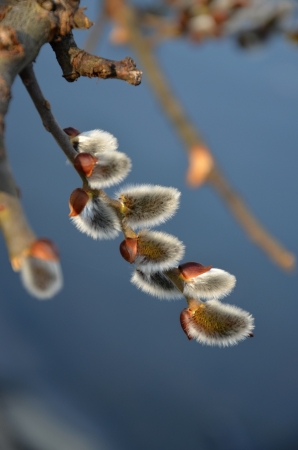 The willow blossoms in the fine springの写真素材