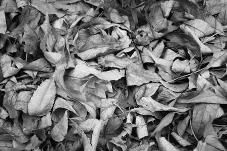 leafsの写真素材