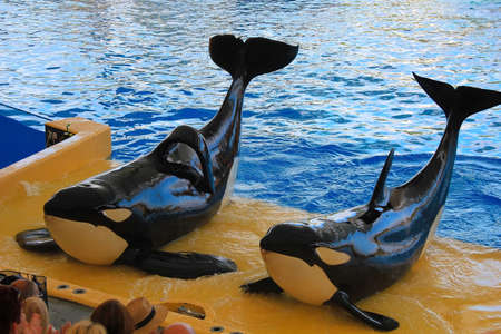 Funny killer whales during the entertainment show