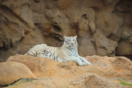 A white tiger lying on the mountain