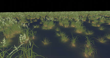 Grass in moor, swamp luminous and flowering greenの写真素材