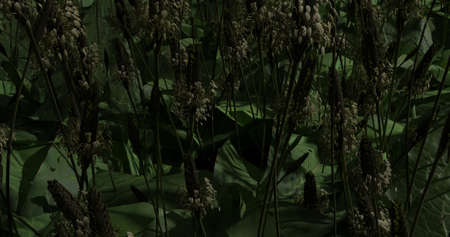 3d Illustration, plant green in light with shadeの写真素材