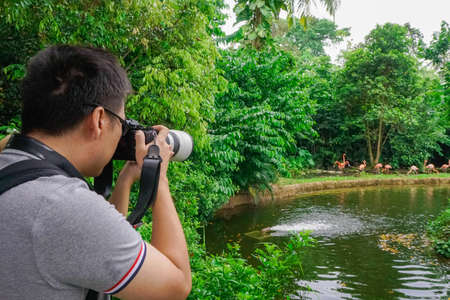 Zoo, Singapore - 3 November 2016 Man taking pictures of pink flamingo. World explorationのeditorial素材