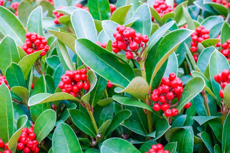 Ilex canariensis berries Aquifoliaceae familyの写真素材