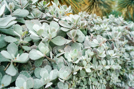 Succulent flowersの写真素材