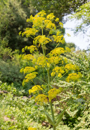 Yellow inflorescences on a large stalk in case of a sunlight in the afternoonの写真素材