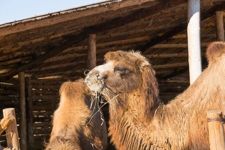 The camel on a farmstead eats a grassの写真素材