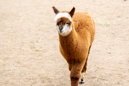 Sheared alpacas of different colors in natureの写真素材