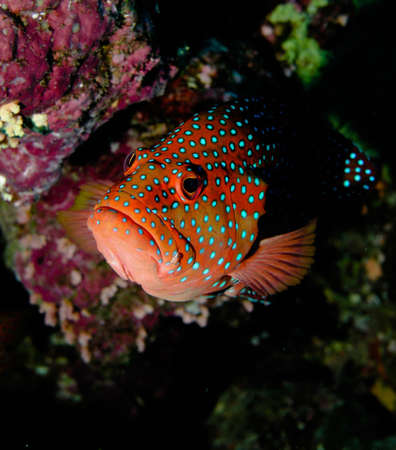 Colorful red grouper between coral reefの写真素材