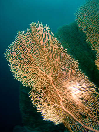 Gorgonian in the Red seaの写真素材