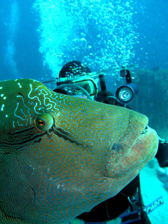 Napoleonfish and diver.Diving on Indian ocean. の写真素材
