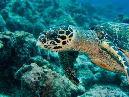 Turtle