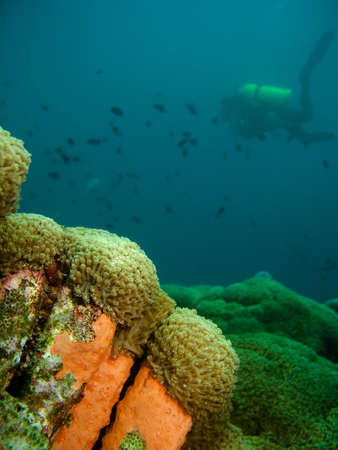 Diverの写真素材