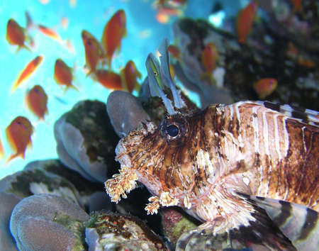 Lion fish      
