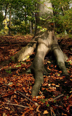 Tree roots