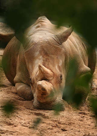 Rhinoの写真素材