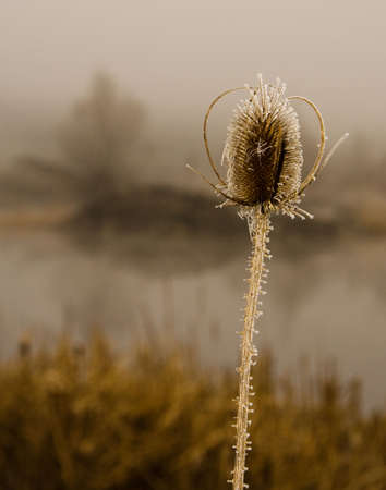 Foggy morning on coast of lakeの写真素材