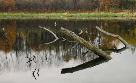 Old trees in the lake