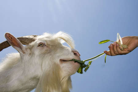 White goat eating out of a child's hand.の写真素材
