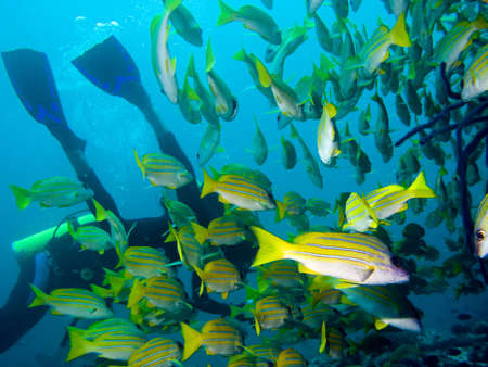 Scuba Divers and school of Fish