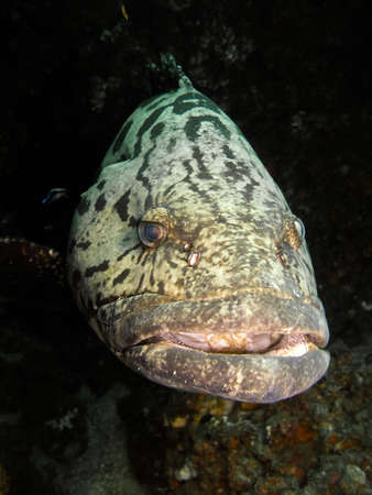  Big Grouper in detail, Indian ocean