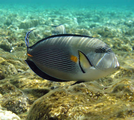 Sohal surgeonfish 