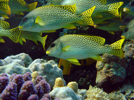 Sweetlips                               