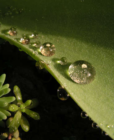 Water drops on a green leaf-after rain        の写真素材