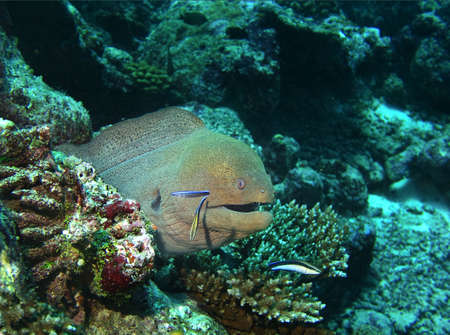 Big morayの写真素材