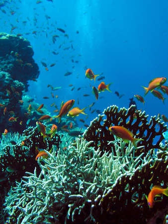 Photo of coral colony      の写真素材
