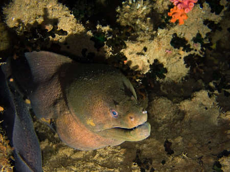 Big moray