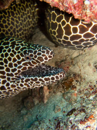 Big moray in detail, Indian ocean