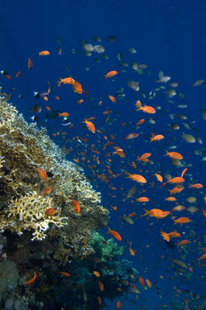 Photo of a coral colonyの写真素材