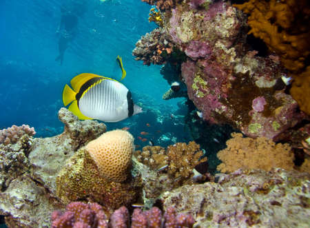 Fish, corals and snorkeling manの写真素材