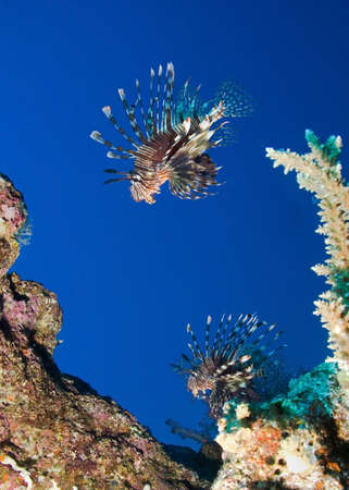 Group of Lionfish in blue water の写真素材