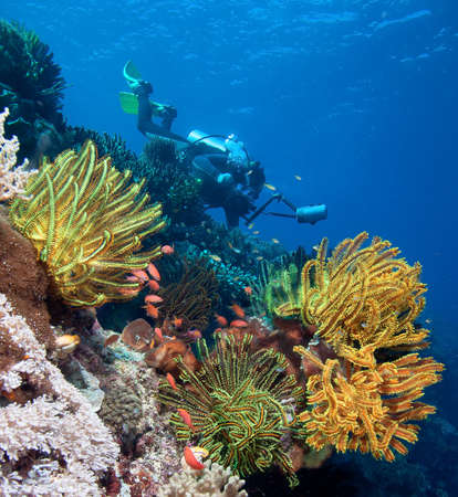 Diver with underwater camera by coral reefの写真素材