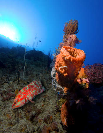 Underwater lifeの写真素材