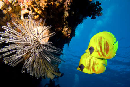 Underwater image of coral reef and Masked Butterfly Fishの写真素材