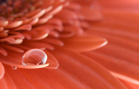 Drop on flower petal の写真素材