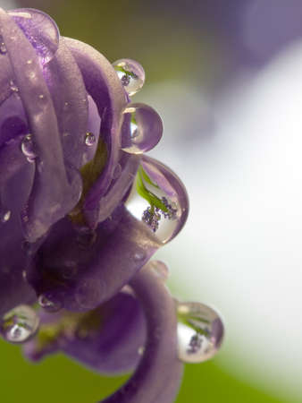 Drop with reflection of violet flower の写真素材