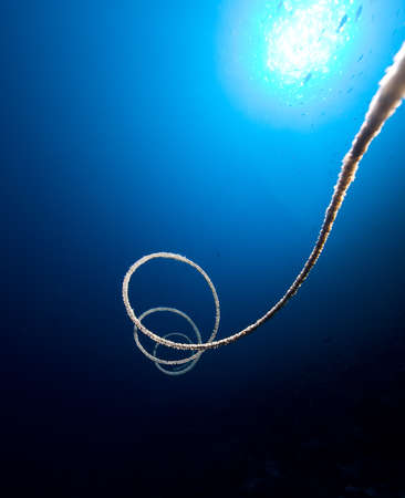 Spiral coral against sun の写真素材